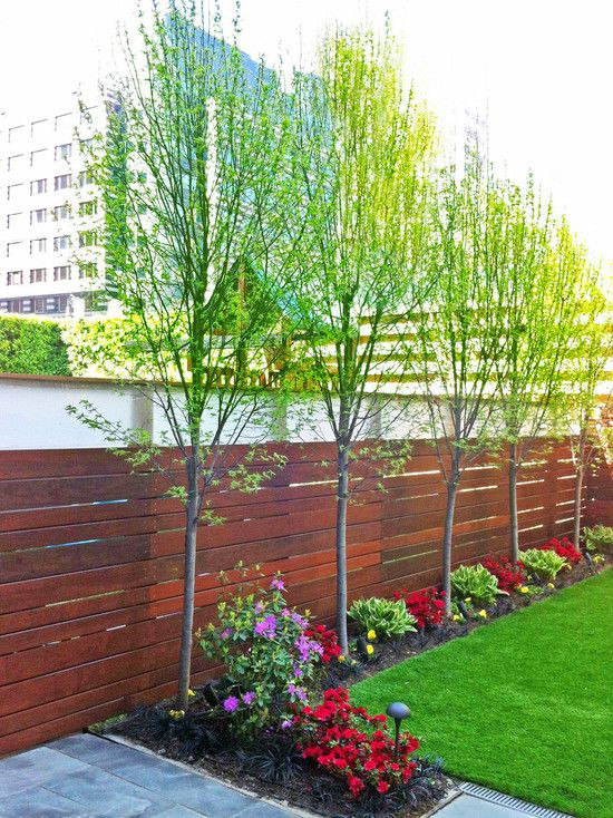 Trees To Plant In Backyard
 Meer privacy in de tuin