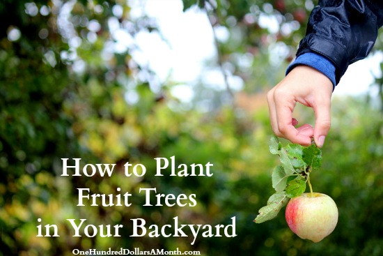 Trees To Plant In Backyard
 How to Plant Fruit Trees in Your Backyard e Hundred