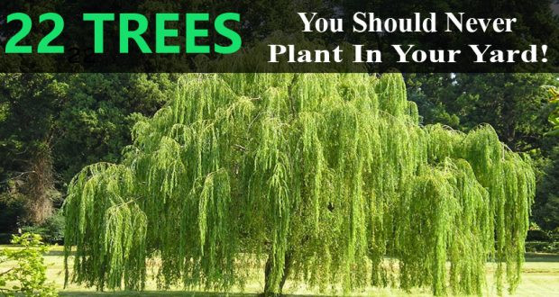 Trees To Plant In Backyard
 These 22 Trees You Should Never Plant In Your Yard