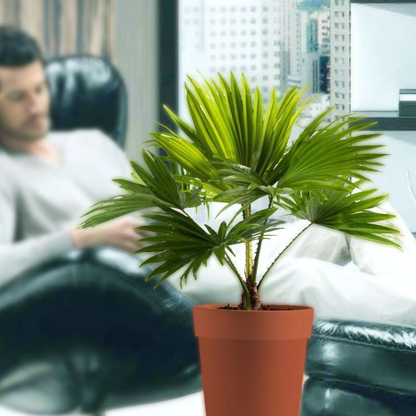 Trees To Plant In Backyard
 1 Palm Tree in Pot Indoor Tropical Garden Plant Footstool