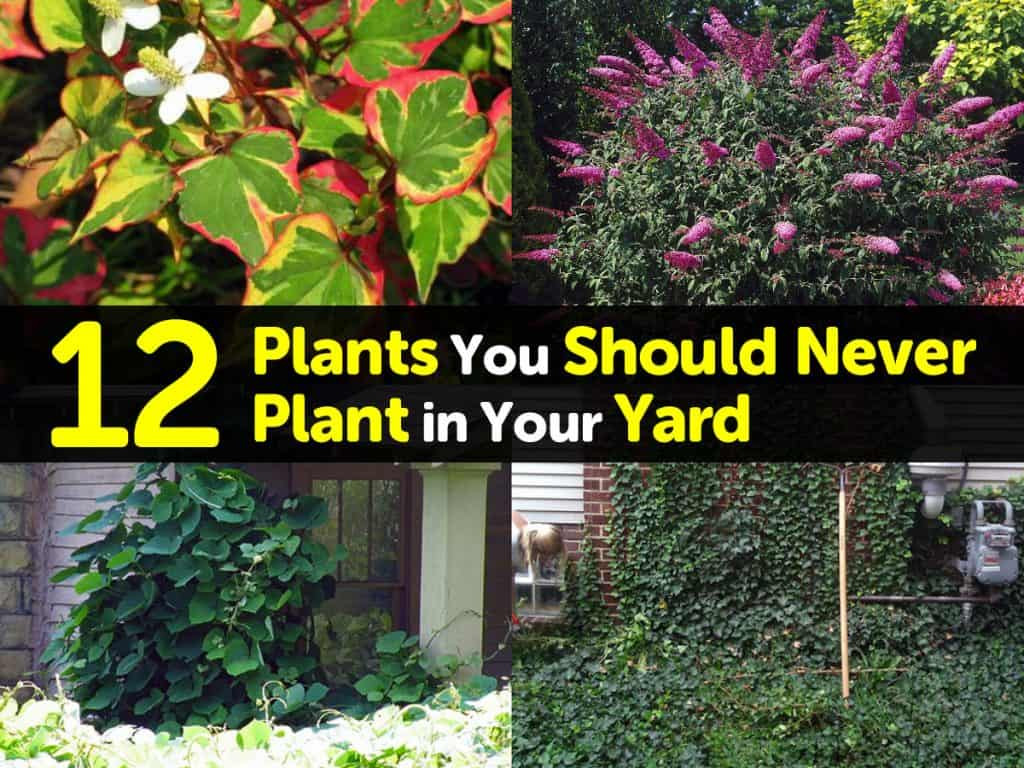 Trees To Plant In Backyard
 12 Plants You Should Never Plant in Your Yard