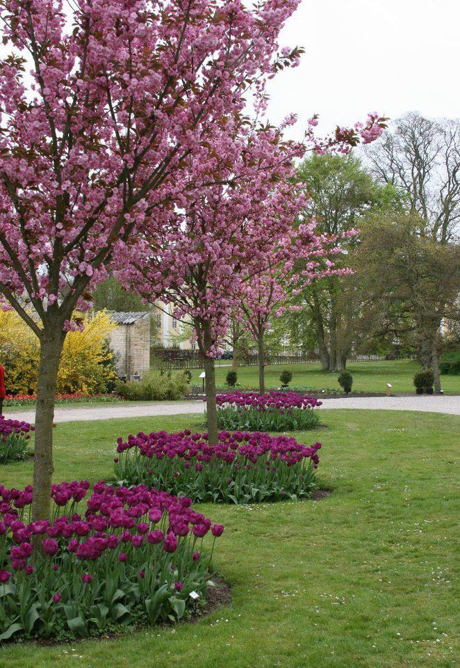 Trees To Plant In Backyard
 Mesmerizing Tulip Flower Beds That Will Fascinate You