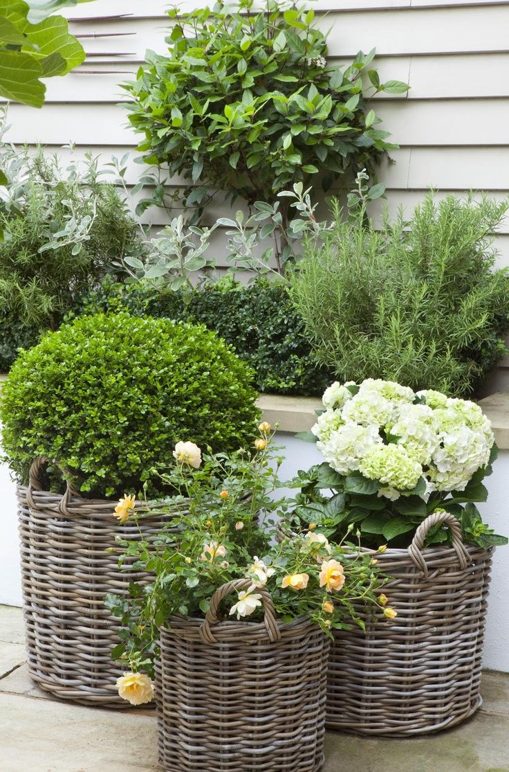 Trees To Plant In Backyard
 Potted Garden Design Ideas & Tips