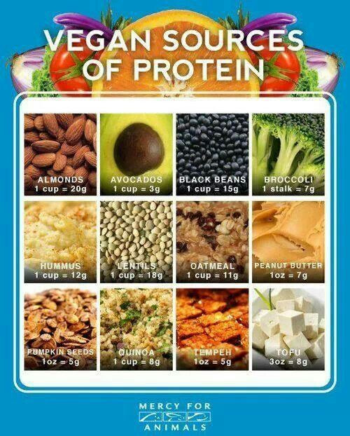 Vegetarian Sources Of Protein
 Nutrition ly in Animal Based Foods