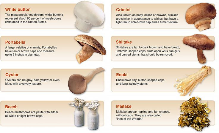 White Mushrooms Vs Baby Bella
 types of edible mushrooms with pictures Google Search