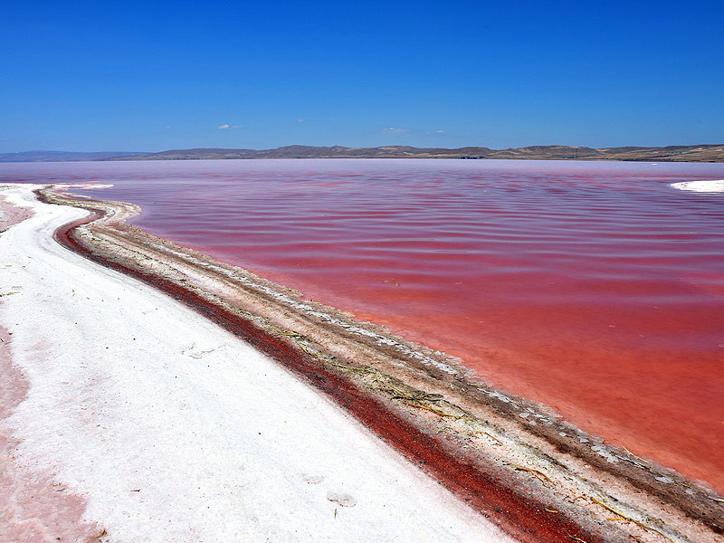 Whole Foods Turkey Lake
 Turkish Salt Lake Turns Red with Algae Bloom