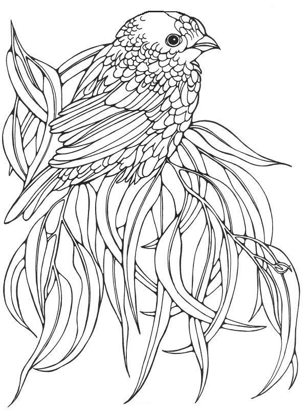 Adult Coloring Pages Birds
 17 Best images about Birds on Pinterest