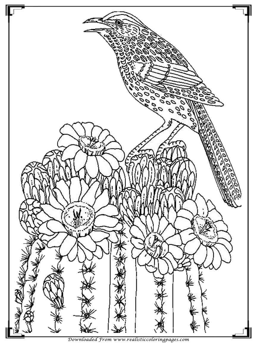 Adult Coloring Pages Birds
 of adult bird gallery