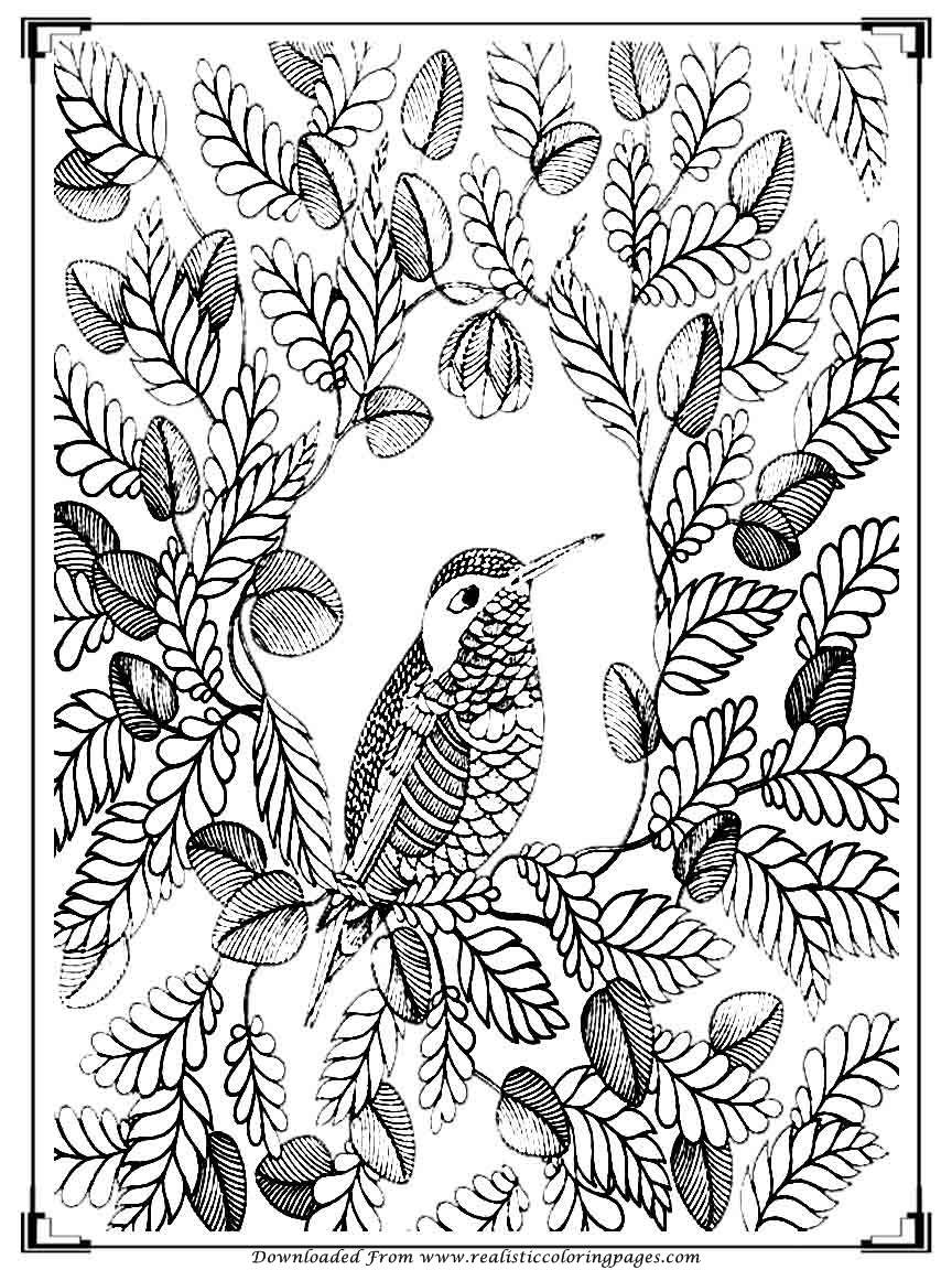 Adult Coloring Pages Birds
 Printable Birds Coloring Pages For Adults