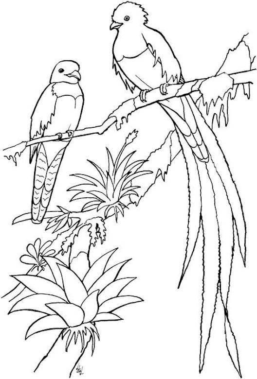 Adult Coloring Pages Birds
 We Create Best Plan Free landscaping designs vans coupons