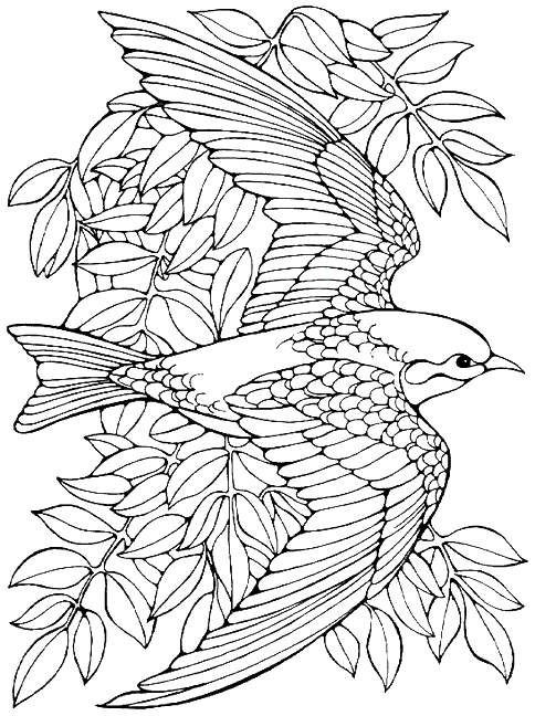 Adult Coloring Pages Birds
 Printable advanced Bird Coloring Pages for Adults free