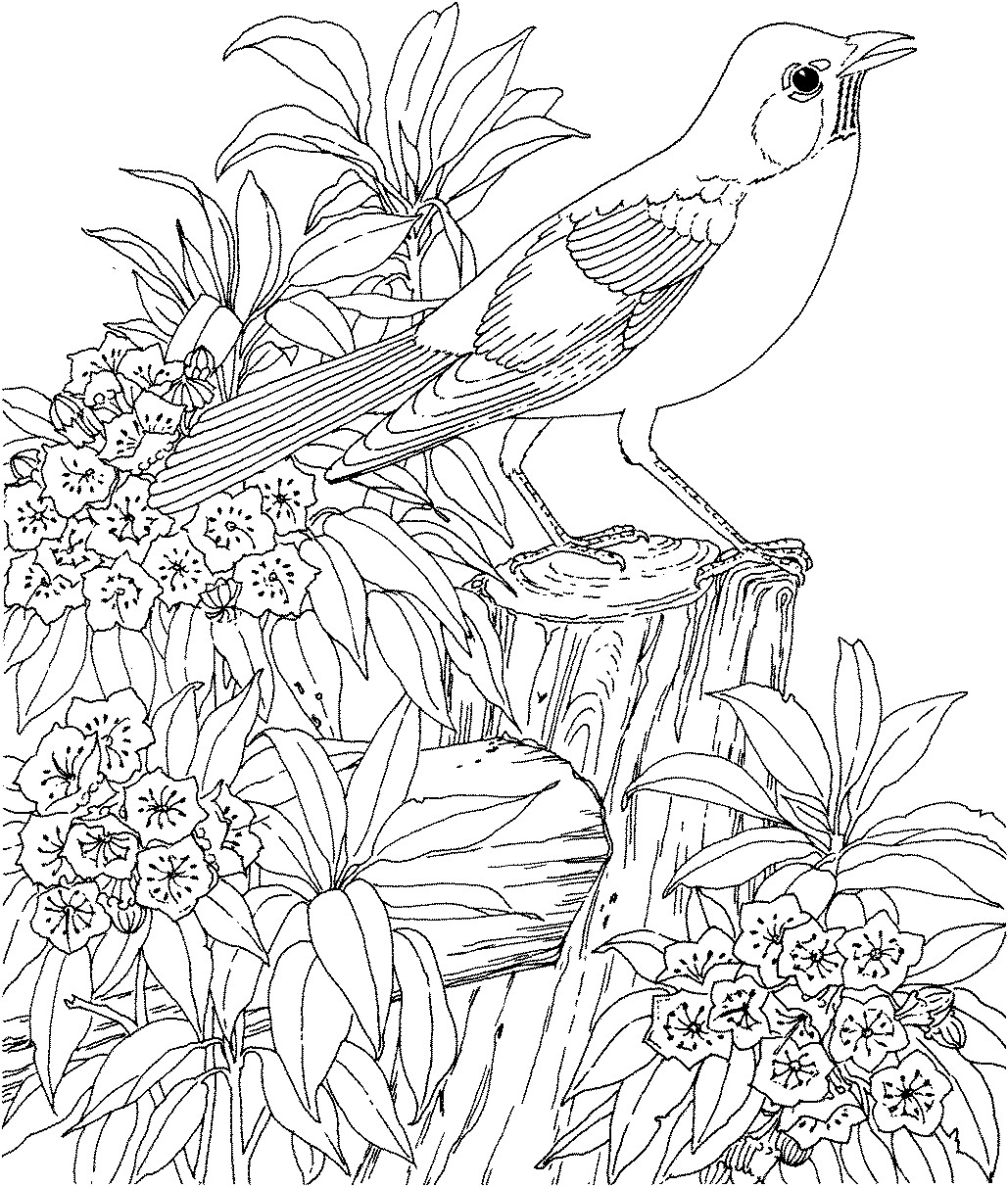 Adult Coloring Pages Birds
 Birds Coloring Pages