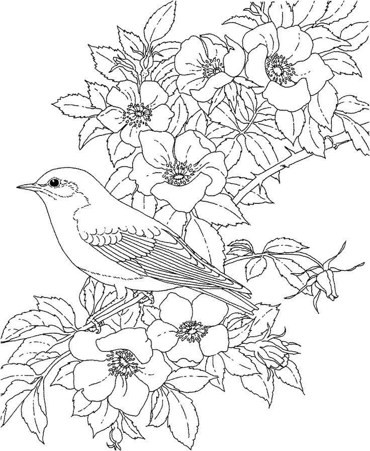 Adult Coloring Pages Birds
 adult coloring pages printable free