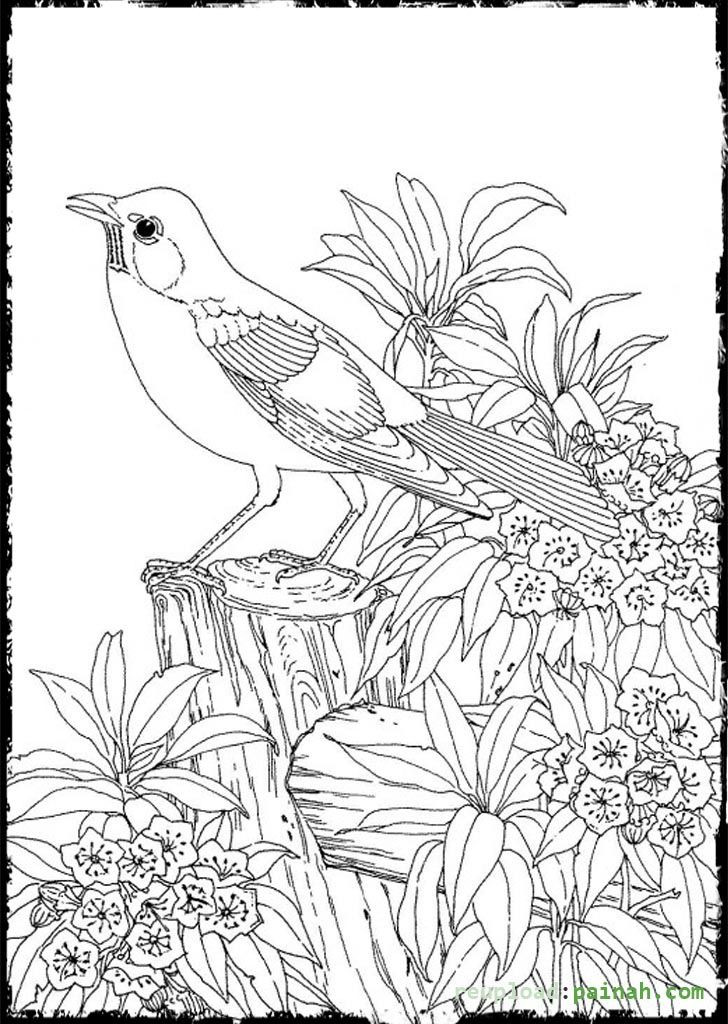 Adult Coloring Pages Birds
 Advanced Coloring Pages for Adults Bird Cute