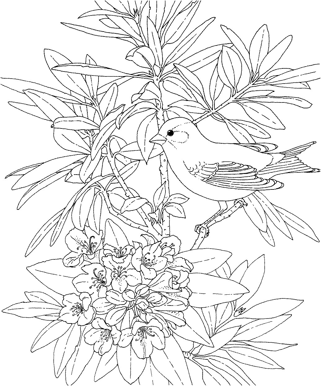 Adult Coloring Pages Birds
 His Heart of passion Little Winter Birds