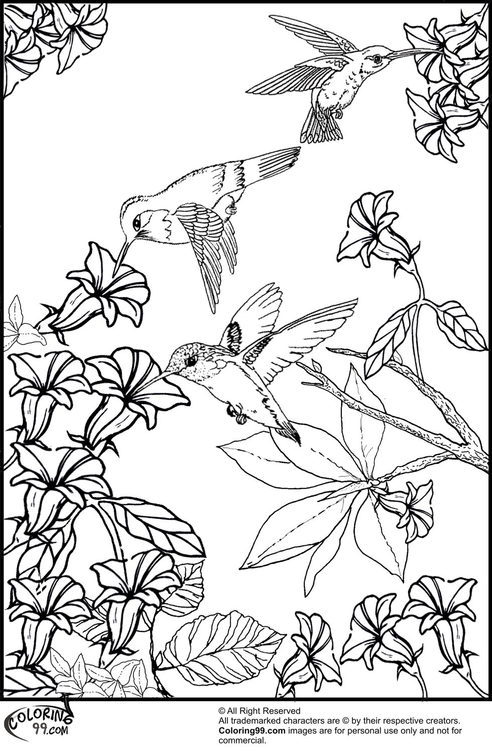 Adult Coloring Pages Birds
 Hummingbird Coloring Pages