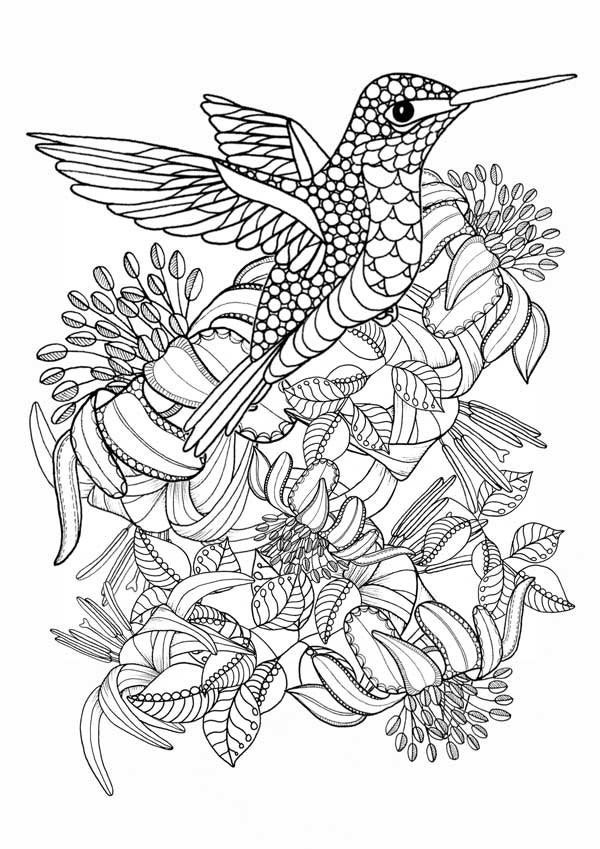 Adult Coloring Pages Birds
 Hummingbird Printable Coloring Pages Digital of