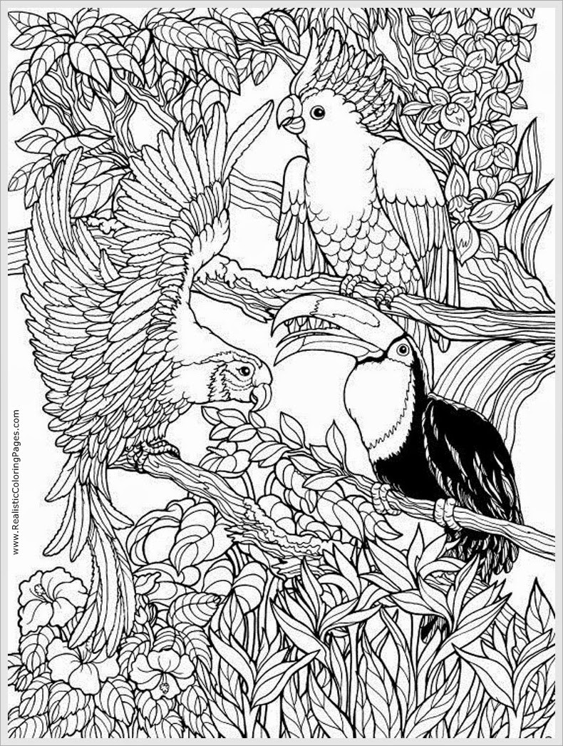 Adult Coloring Pages Birds
 Parrots Bird Adult Free Coloring Pages