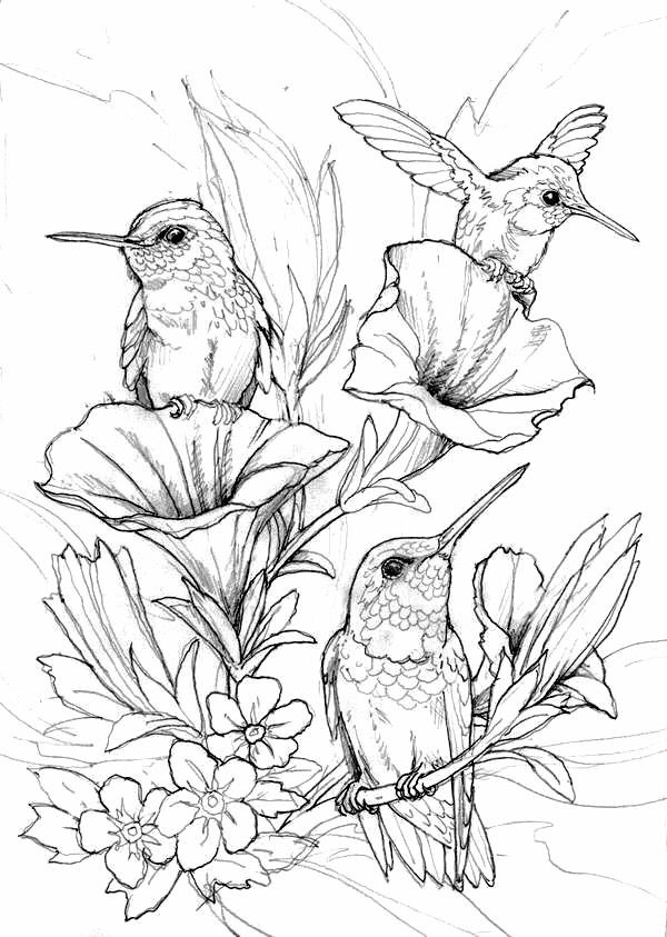 Adult Coloring Pages Birds
 Hung birds coloring page