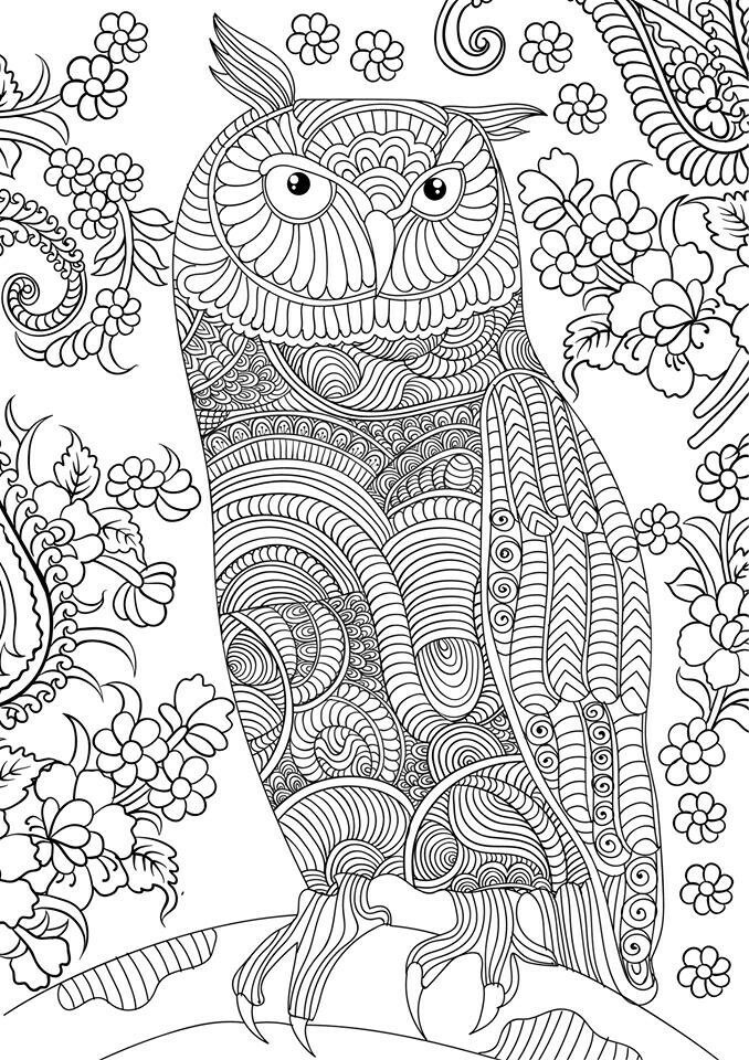 Adult Coloring Pages Free
 OWL Coloring Pages for Adults Free Detailed Owl Coloring
