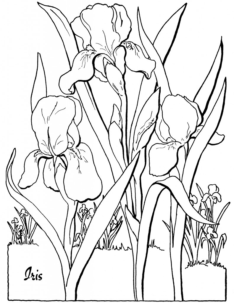 Adult Coloring Pages Free Printables
 Free Adult Floral Coloring Page The Graphics Fairy
