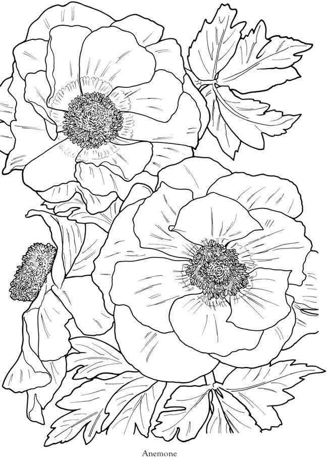 Adult Flower Coloring Pages
 Free Coloring Pages