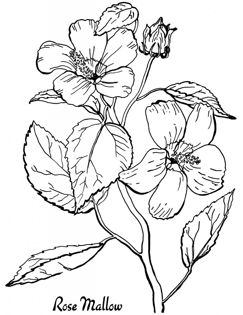 Adult Flower Coloring Pages
 10 Floral Adult Coloring Pages The Graphics Fairy