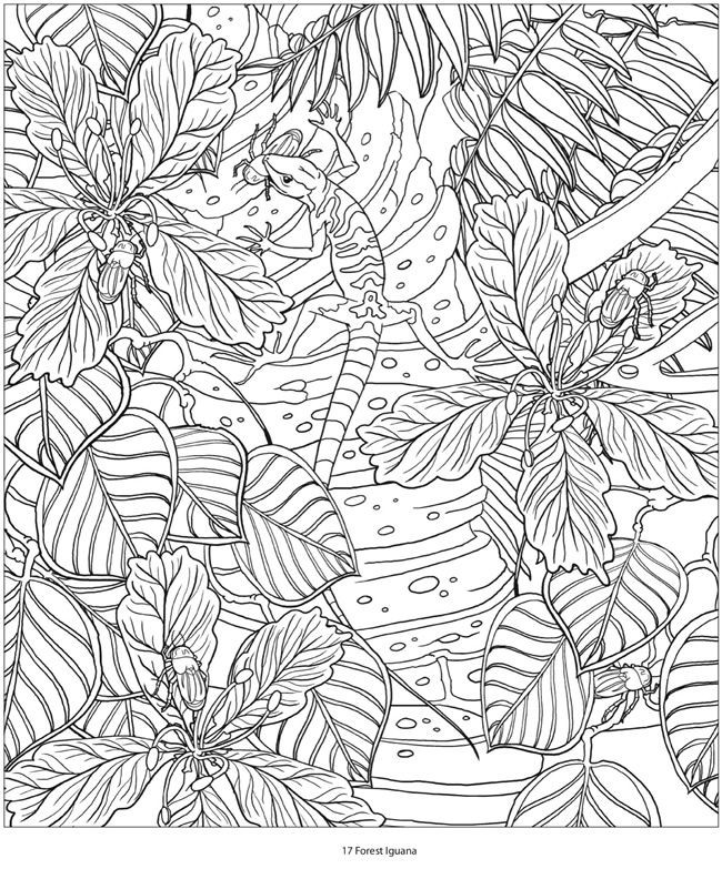 Amazon Adult Coloring Book
 Creative Haven AMAZON ANIMALS A Coloring Book with a