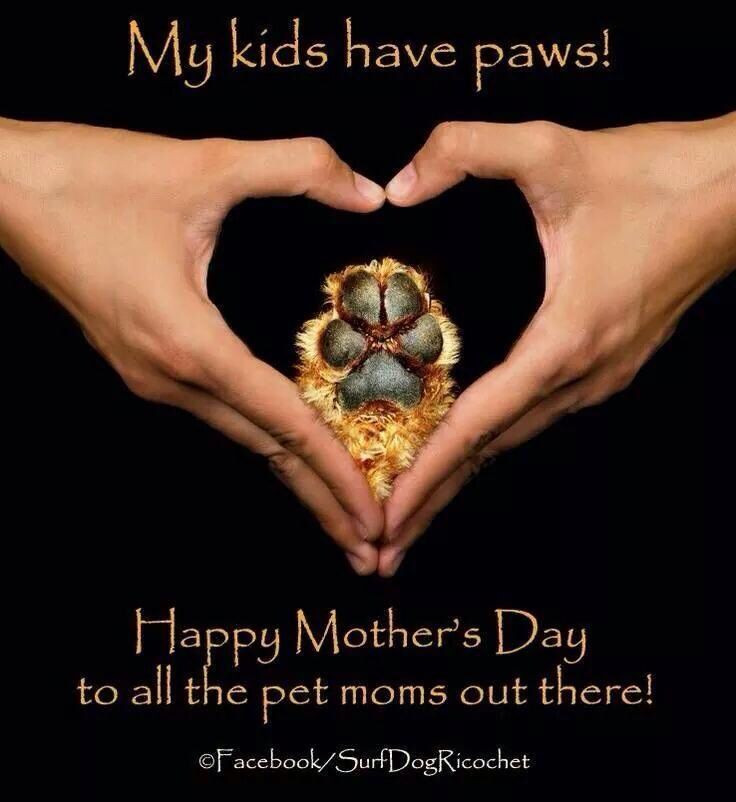 Animal Mother Quotes
 animal images happy mother s day