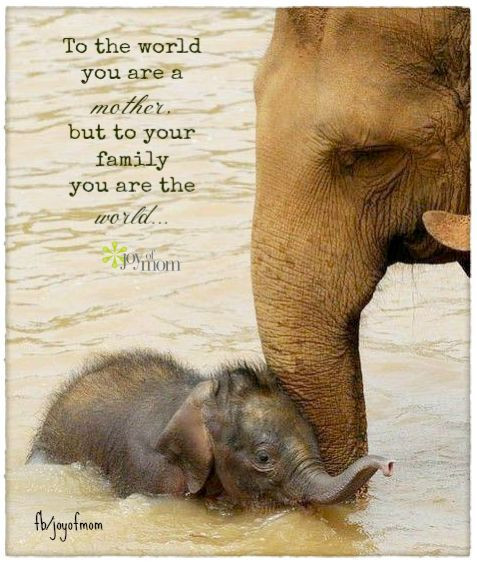 Animal Mother Quotes
 Wonderful Animal Quotes QuotesGram