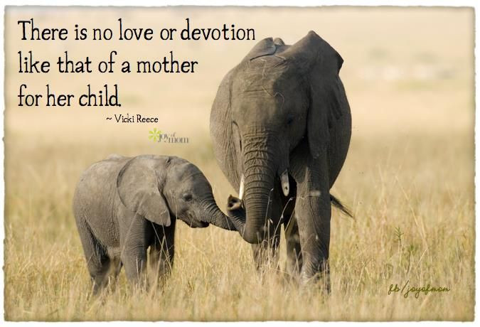 Animal Mother Quotes
 Protective Mother Quotes QuotesGram