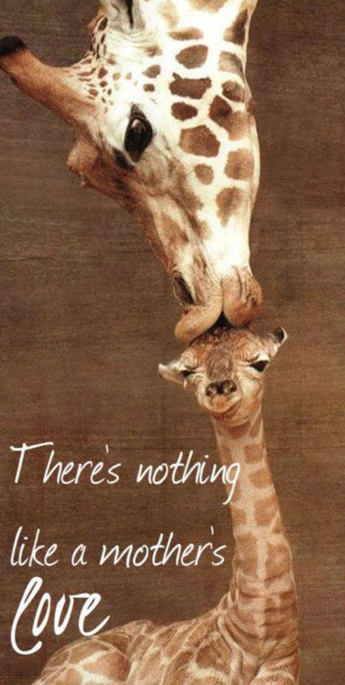 Animal Mother Quotes
 Quotes about Animal mothers 18 quotes