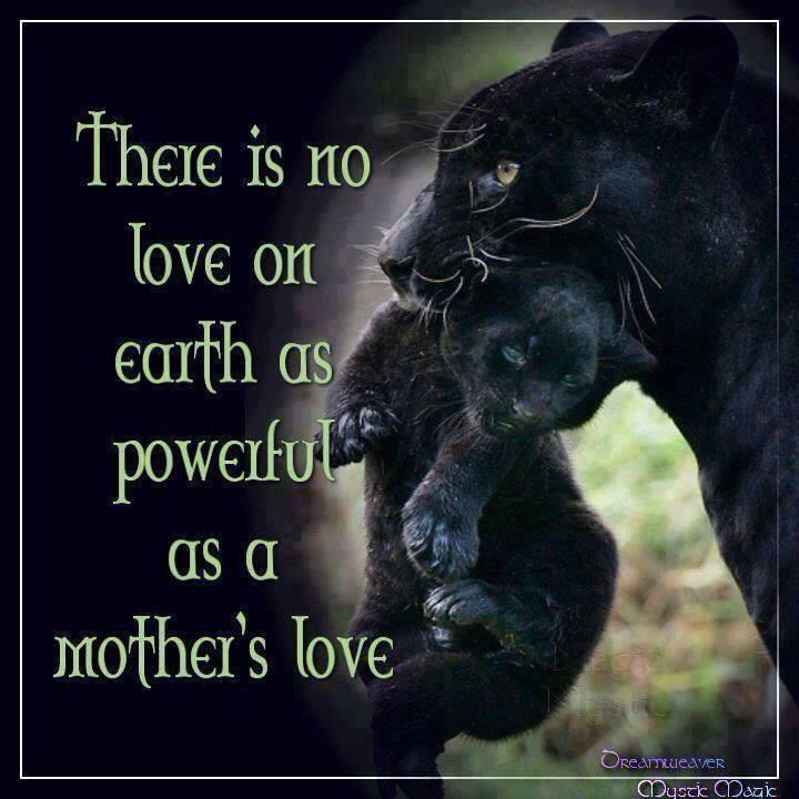 Animal Mother Quotes
 Animal Mother Quotes QuotesGram