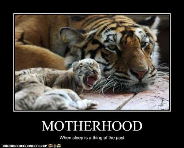 Animal Mother Quotes
 FIRST TIME MOM MEMES image memes at relatably