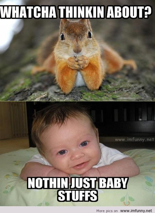 Baby Animal Quotes
 Baby Animal Funny Quotes QuotesGram