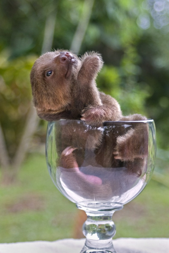 Baby Animal Quotes
 Sloth Animal Funny Quotes QuotesGram