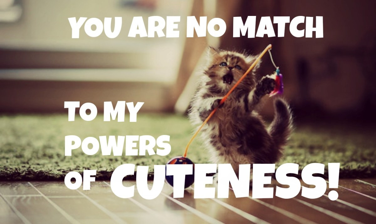 Baby Animal Quotes
 Is There a Scientific Reason Behind Why You’re Obsessed