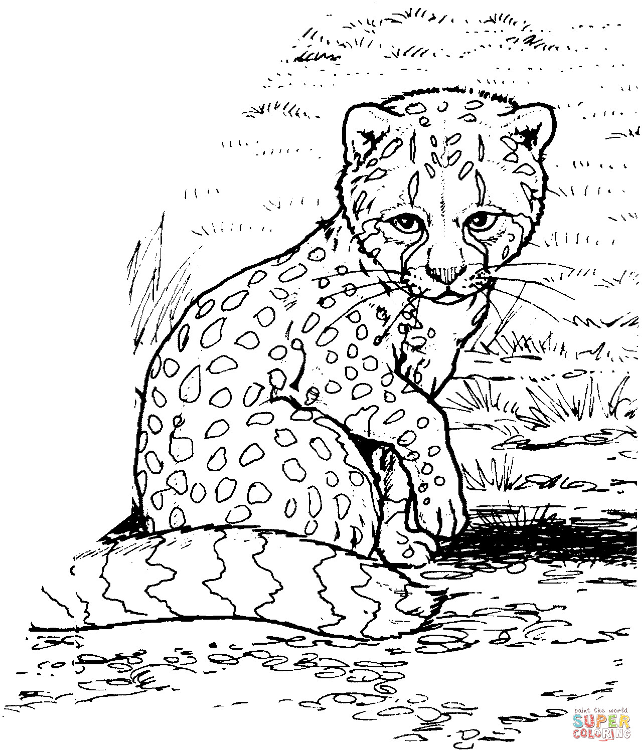 Baby Cheetah Coloring Pages
 Baby cheetah coloring page