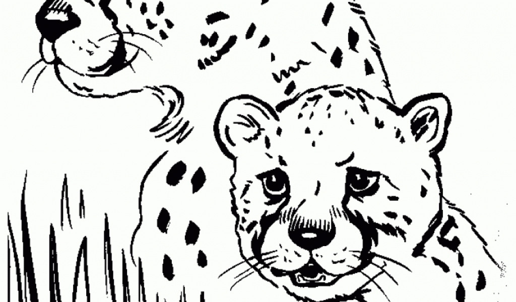 Baby Cheetah Coloring Pages
 Get This Cute Baby Cheetah Coloring Pages m57c2
