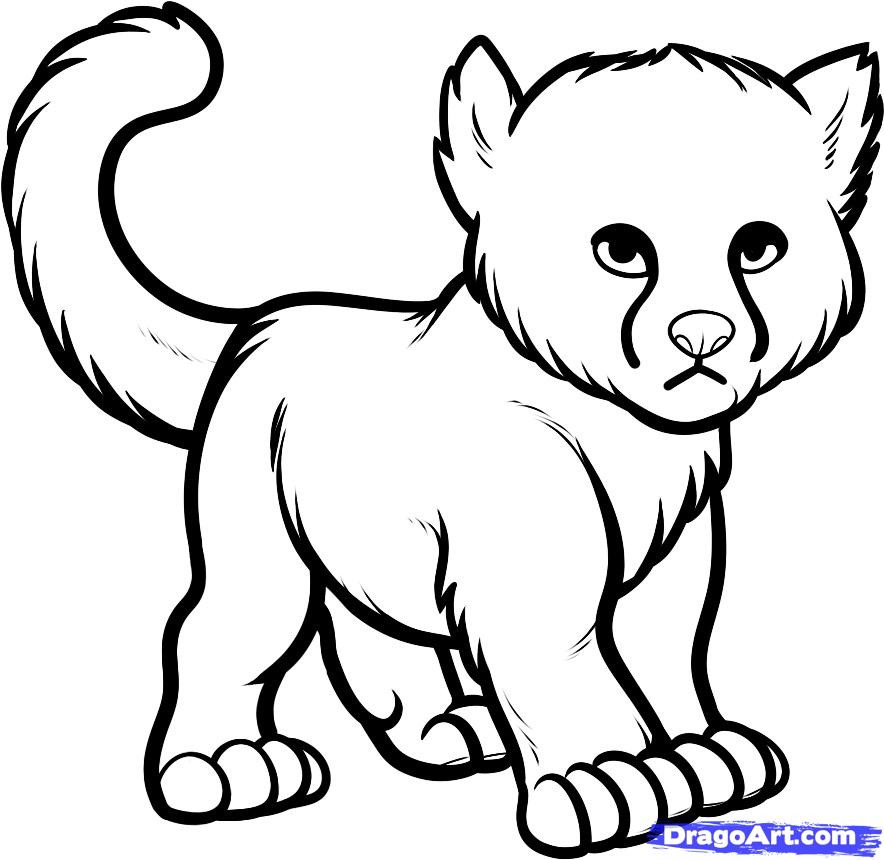 Baby Cheetah Coloring Pages
 How to Draw a Baby Cheetah Baby Cheetah Step by Step