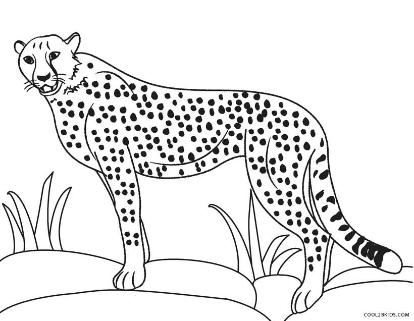 Baby Cheetah Coloring Pages
 Baby Cheetah Drawing at GetDrawings