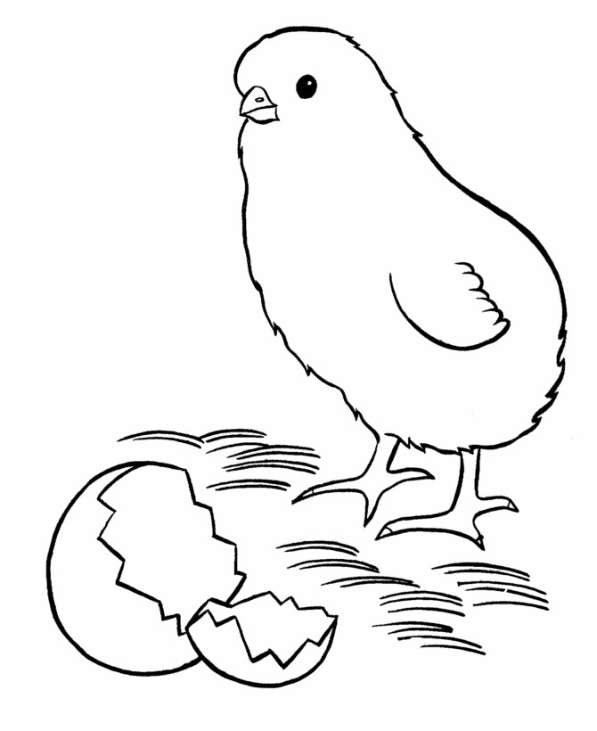 Baby Chick Coloring Page
 Easter Chick Coloring Pages New baby chick easter
