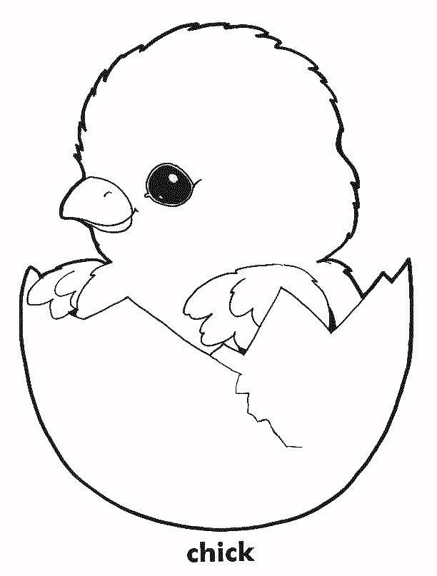 Baby Chick Coloring Page
 Printable of Baby Chicks