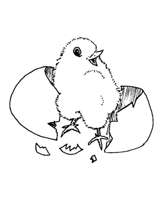 Baby Chick Coloring Page
 Coloring Pages For Girls Baby chicken cute animal