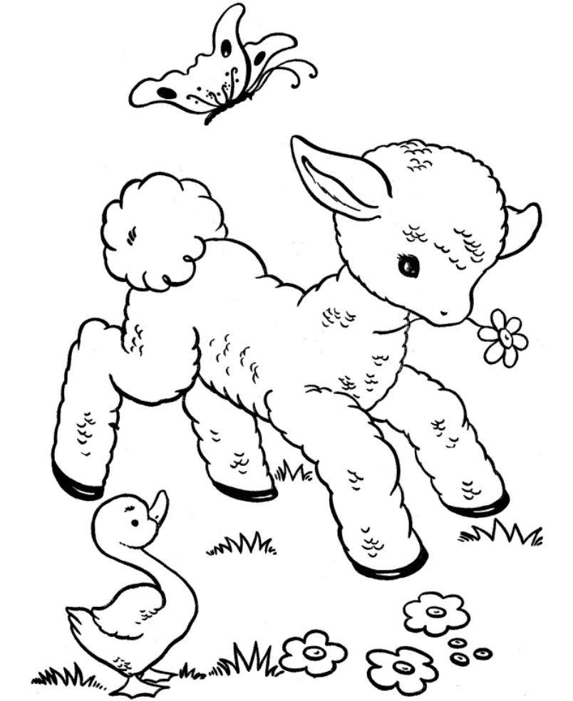 Baby Farm Animal Coloring Pages
 Kids Corner Veterinary Hospital Wexford wexford vets