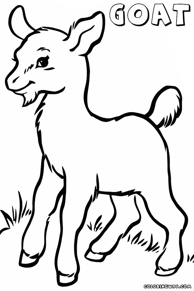 Baby Goat Coloring Pages
 Goat Drawing at GetDrawings