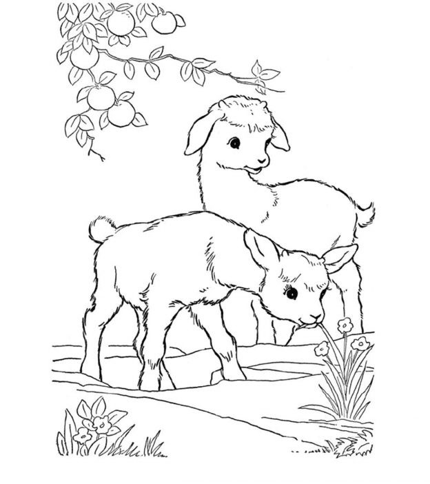 Baby Goat Coloring Pages
 Top 25 Free Printable Goat Coloring Pages line