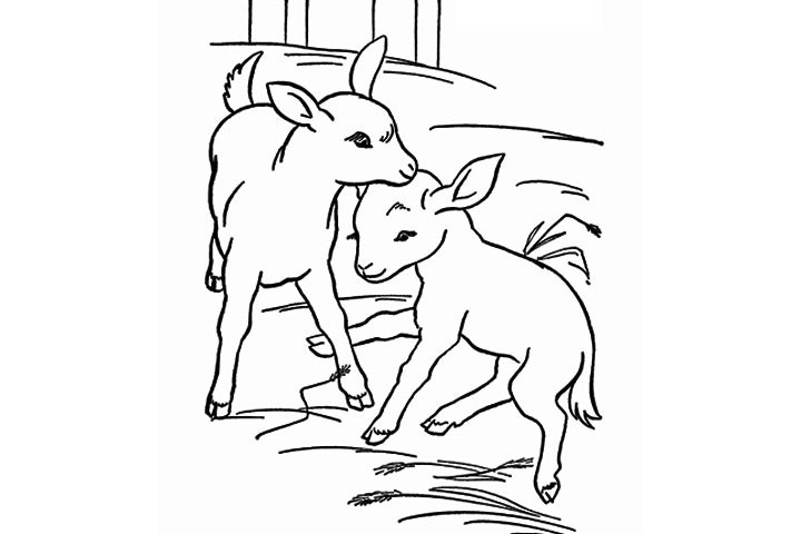 Baby Goat Coloring Pages
 Free Cute Goat Coloring Pages