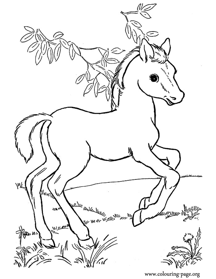 Baby Horse Coloring Pages
 Horses A little horse playing in the pasture coloring page