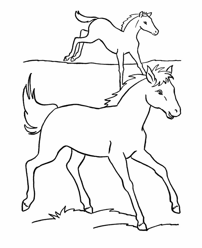 Baby Horse Coloring Pages
 Baby Horse Coloring Pages Coloring Home